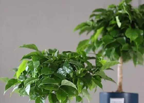 植物常识问题|幸福树如何养护株型圆润饱满
