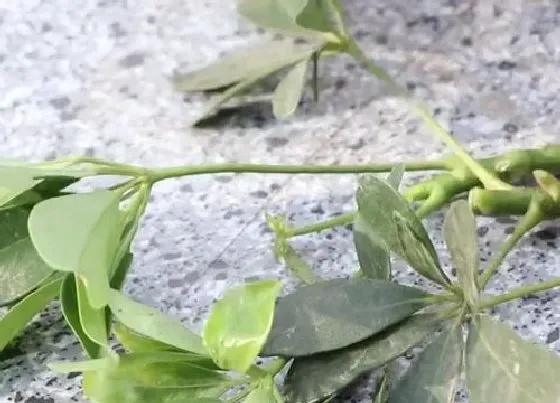 植物常识问题|教你如何把鸭掌木进行修剪扦插