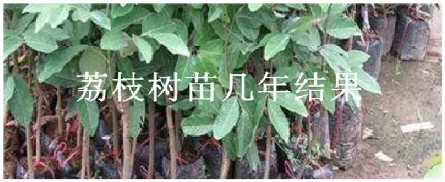 荔枝树苗几年结果 | 科普知识