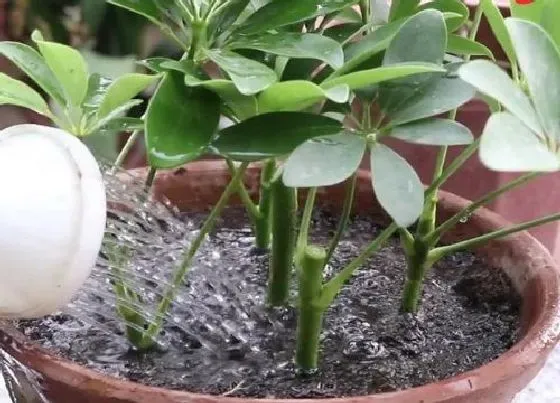植物常识问题|鸭掌木如何扦插一盆变成十几盆
