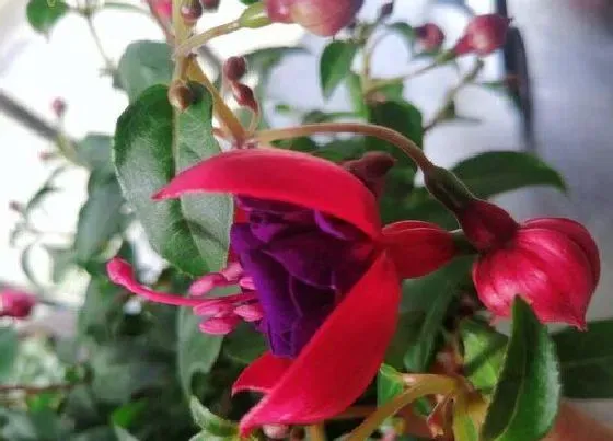 植物常识问题|倒挂金钟夏天如何养护长势旺盛