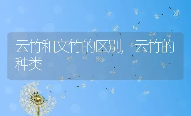 云竹和文竹的区别,云竹的种类 | 养殖常见问题