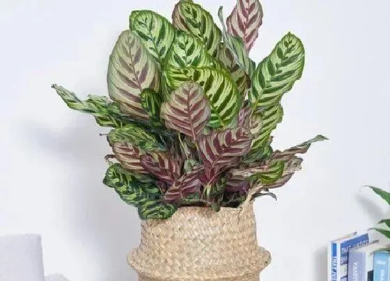 植物常识问题|竹芋好养活吗