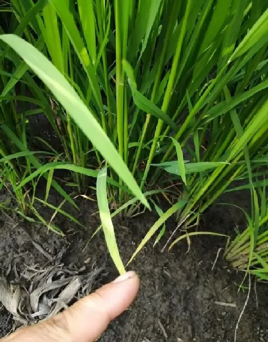 植物常识问题|水稻除草剂药害症状及补救措施（解救药害什么药效果最好）