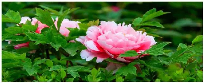 牡丹花种植注意事项 | 农业答疑