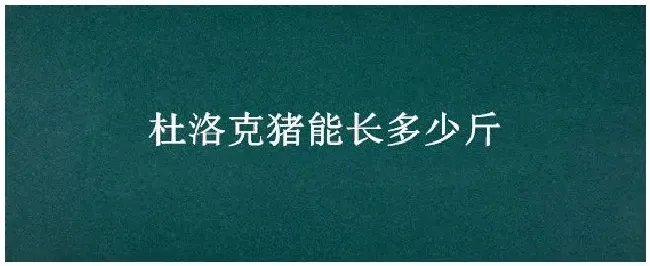 杜洛克猪能长多少斤 | 三农答疑