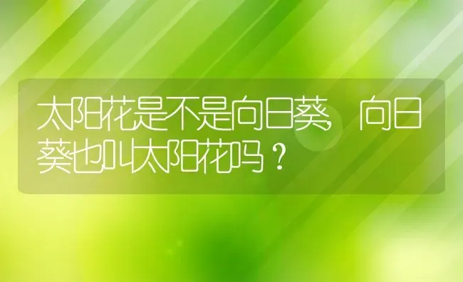 太阳花是不是向日葵,向日葵也叫太阳花吗？ | 养殖常见问题