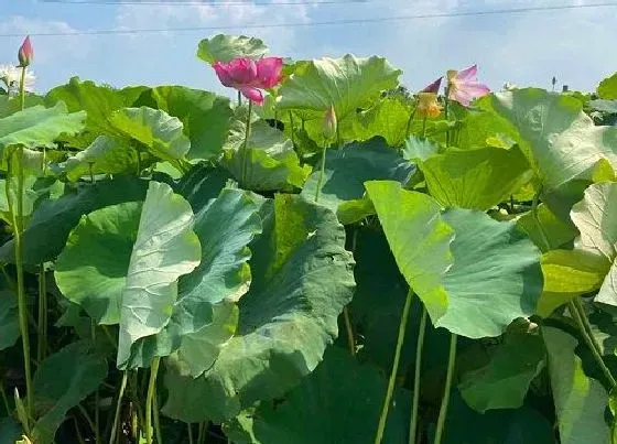 植物常识问题|莲花品种