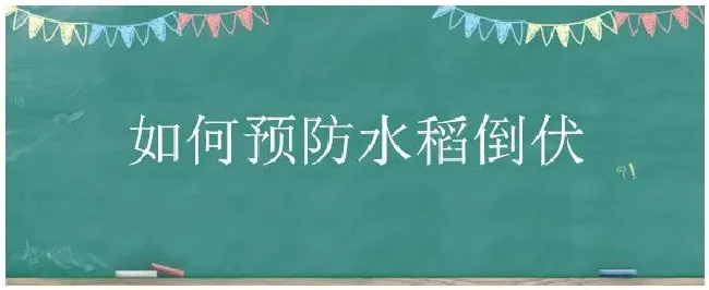 如何预防水稻倒伏 | 农业答疑