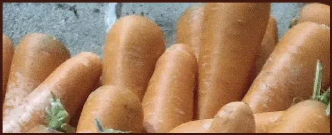 怎样种胡萝卜 | 农业问题