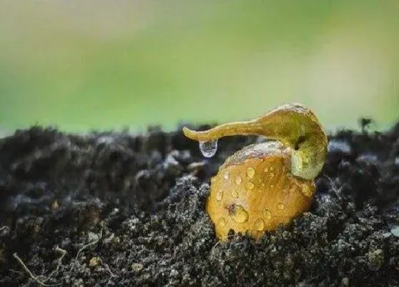 植物常识问题|榴莲核怎么种盆栽 榴莲籽种出小盆栽方法