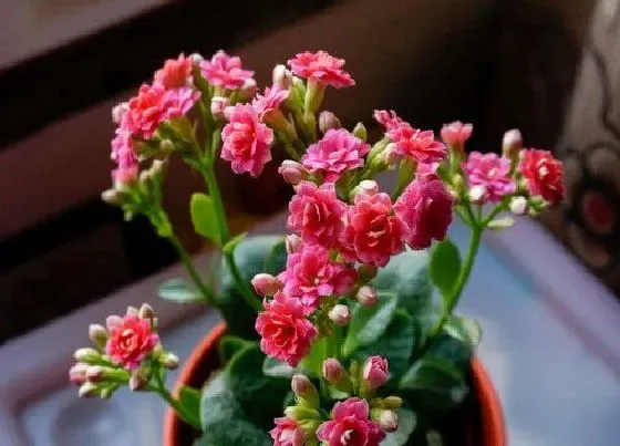 植物常识问题|长寿花越养越瘦小是怎么回事