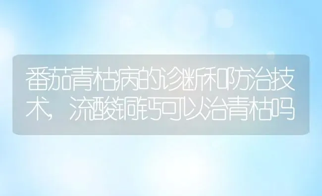 番茄青枯病的诊断和防治技术,流酸铜钙可以治青枯吗 | 养殖常见问题