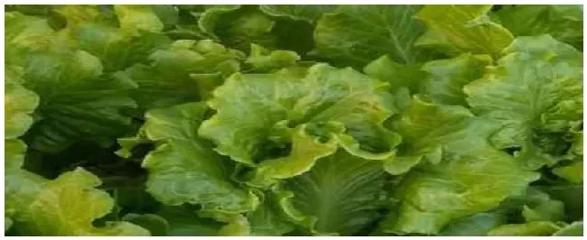 夏季叶菜种植注意事项 | 科普知识