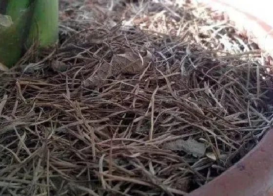 植物常识问题|松针怎样发酵做成花肥（弄来松针怎样弄成养花肥营养土）