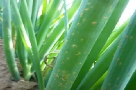 植物常识问题|大葱锈病发病原因及症状表现（大葱锈病的防治方法）