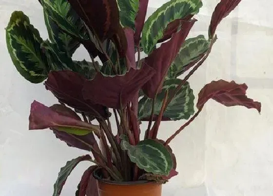 植物常识问题|竹芋好养活吗