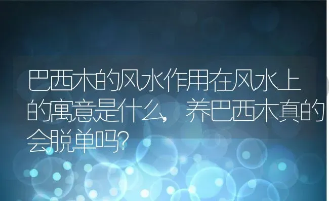 巴西木的风水作用在风水上的寓意是什么,养巴西木真的会脱单吗？ | 养殖常见问题