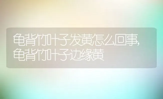 龟背竹叶子发黄怎么回事,龟背竹叶子边缘黄 | 养殖常见问题