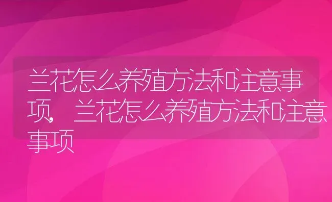 兰花怎么养殖方法和注意事项,兰花怎么养殖方法和注意事项 | 养殖常见问题