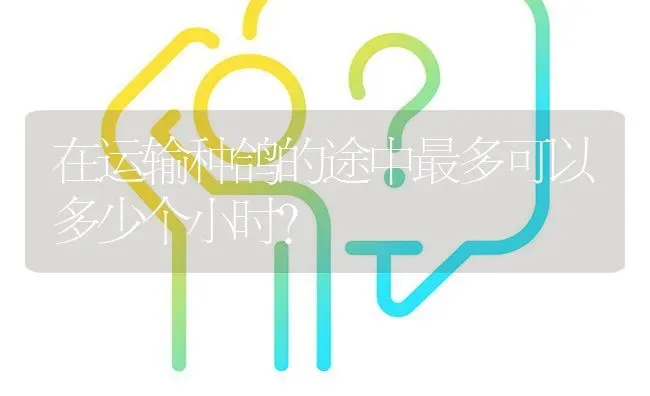 在运输种鸽的途中最多可以多少个小时? | 养殖问题解答