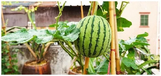 西瓜盆栽怎么种 | 农业问题