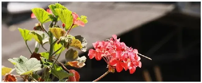 适合种在阳台的花 | 科普知识