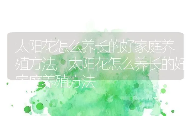 太阳花怎么养长的好家庭养殖方法,太阳花怎么养长的好家庭养殖方法 | 养殖常见问题