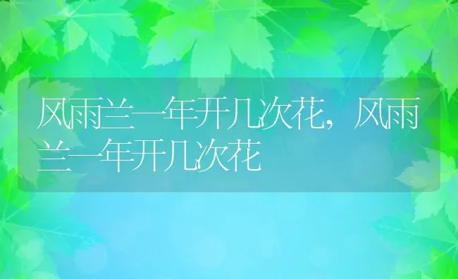 风雨兰一年开几次花,风雨兰一年开几次花 | 养殖常见问题