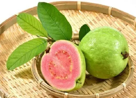 植物常识问题|番石榴籽能吃吗 有什么好处吗