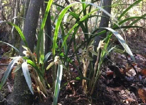 植物常识问题|六七月份养护兰花浇水注意事项