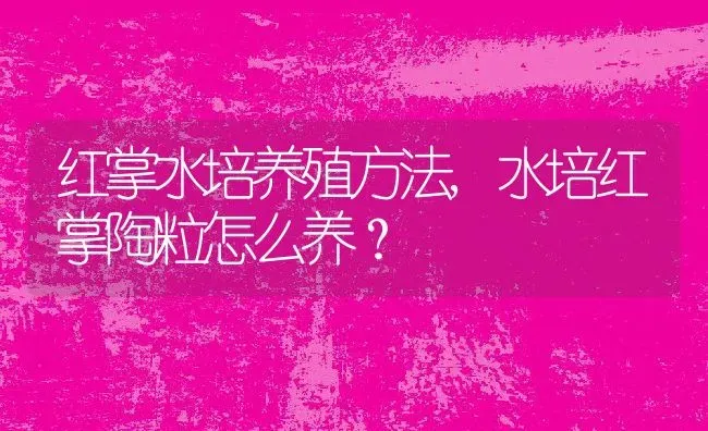 红掌水培养殖方法,水培红掌陶粒怎么养？ | 养殖常见问题