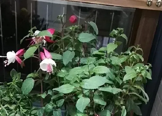 植物常识问题|倒挂金钟夏天如何养护长势旺盛