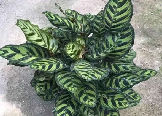 植物常识问题|竹芋好养活吗