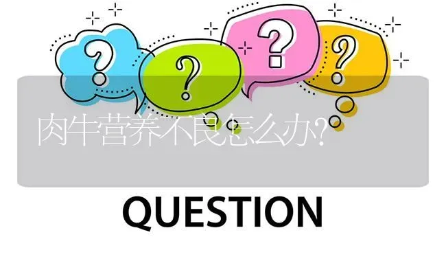 肉牛营养不良怎么办? | 养殖问题解答