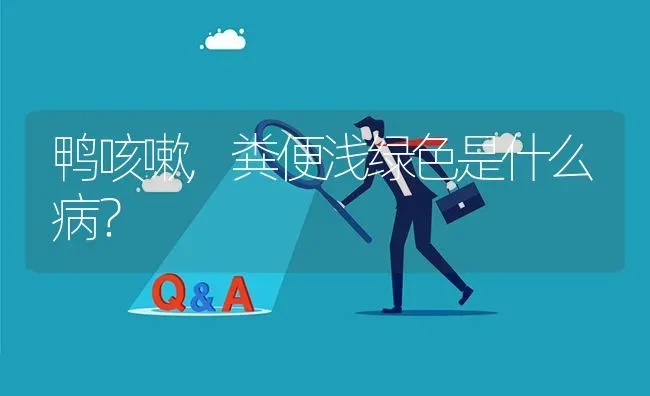 鸭咳嗽,粪便浅绿色是什么病? | 养殖问题解答