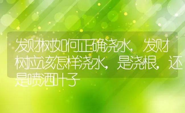 发财树如何正确浇水,发财树应该怎样浇水，是浇根，还是喷洒叶子 | 养殖常见问题