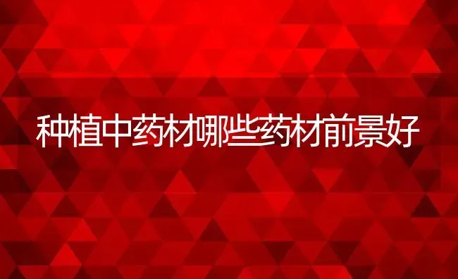 种植中药材哪些药材前景好 | 养殖常见问题