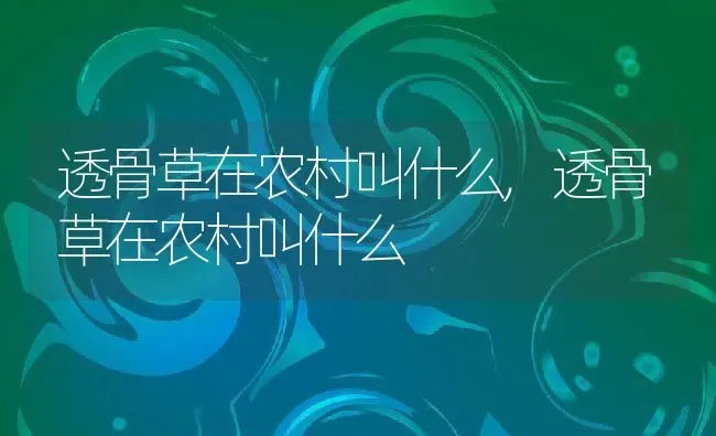 透骨草在农村叫什么,透骨草在农村叫什么 | 养殖常见问题