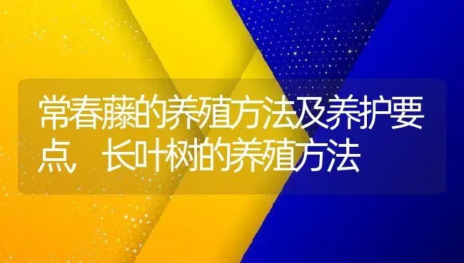 常春藤的养殖方法及养护要点,长叶树的养殖方法 | 养殖常见问题