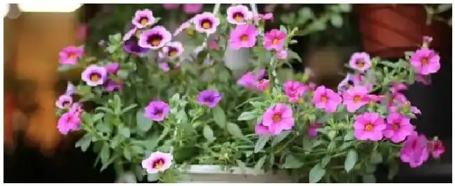 8月份适合种什么花 | 农业常识