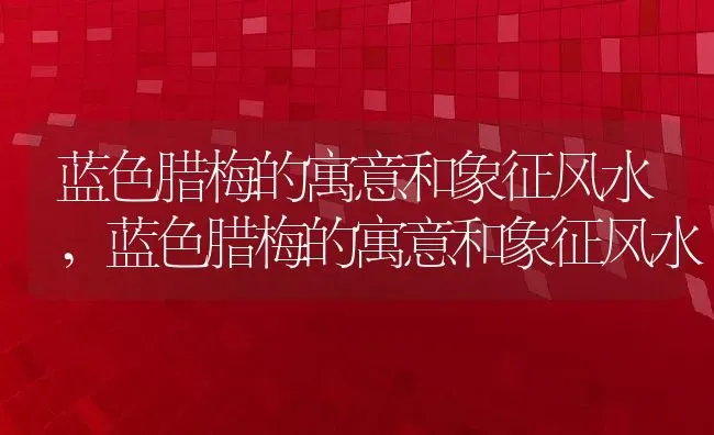 蓝色腊梅的寓意和象征风水,蓝色腊梅的寓意和象征风水 | 养殖常见问题