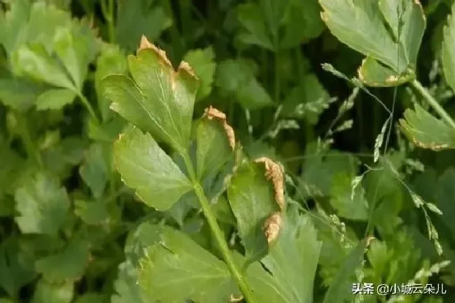 植物常识问题|芹菜叶子出现铁锈斑点什么原因（芹菜叶长斑防治方法）