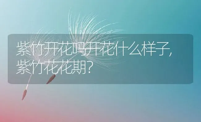 紫竹开花吗开花什么样子,紫竹花花期？ | 养殖常见问题