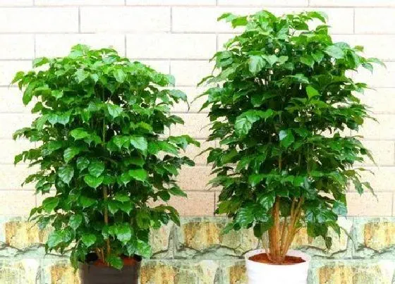 植物常识问题|幸福树如何养护株型圆润饱满