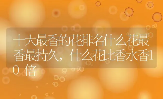 十大最香的花排名什么花最香最持久,什么花比香水香10倍 | 养殖常见问题