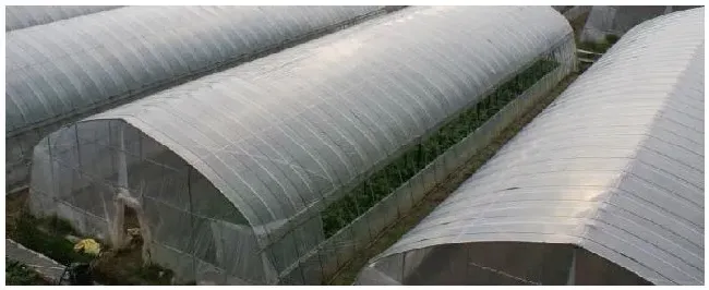 冬暖式大棚的作用 | 农业问题