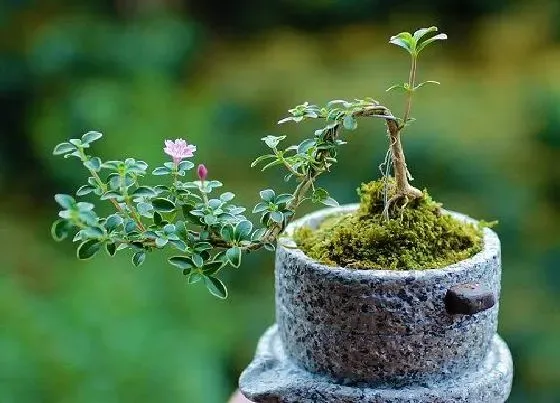 植物常识问题|养殖六月雪盆景需要注意的事项