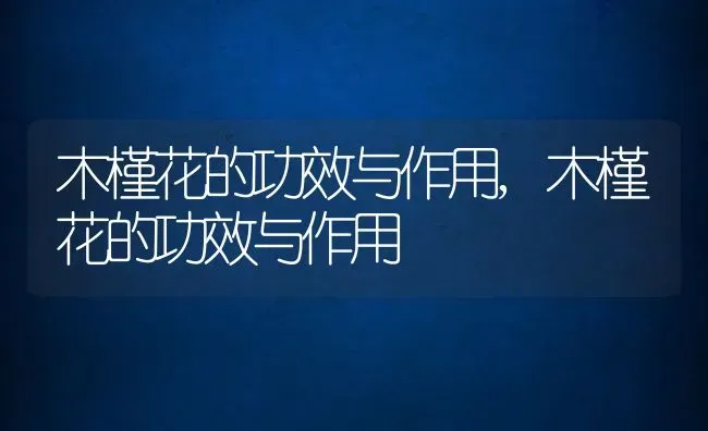 木槿花的功效与作用,木槿花的功效与作用 | 养殖常见问题