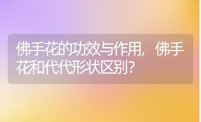 佛手花的功效与作用,佛手花和代代形状区别？ | 养殖常见问题